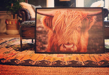 Chip The Highland Cow- Print or Wood Sign