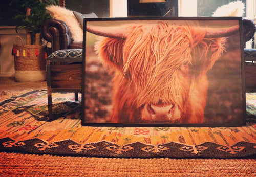 Chip The Highland Cow- Print or Wood Sign